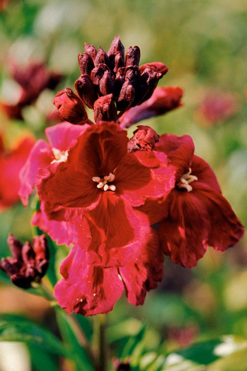 Wallflower Floral do Pacífico