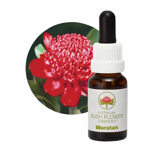 Waratah Floral do Bush Australiano 15 ml