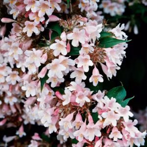 Weigela Floral do Pacífico
