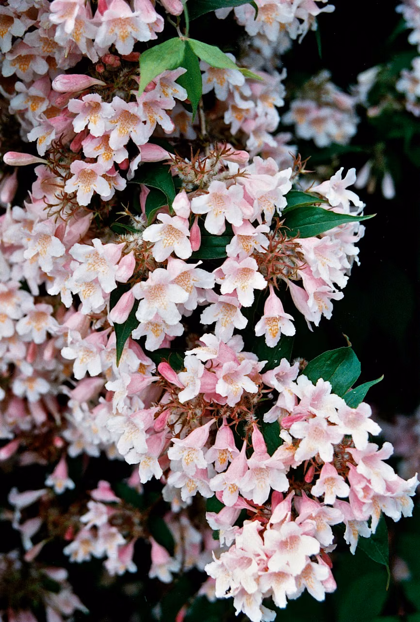 Weigela Floral do Pacífico