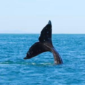 Whale Essência Marinha do Hawaii