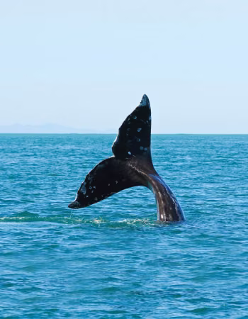 Whale Essência Marinha do Hawaii