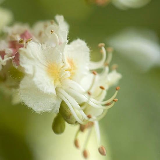 White Chestnut Floral de Bach 10 ml