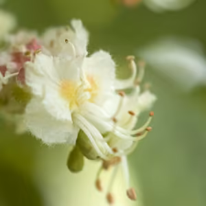 White Chestnut Floral de Bach 20 ml
