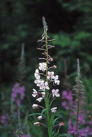White Fireweed Floral do Alaska