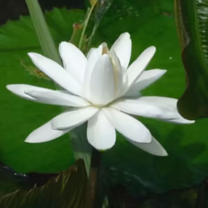 White Pond Lily Floral do Hawaii