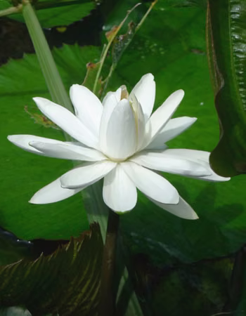 White Pond Lily Floral do Hawaii