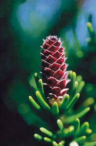 White Spruce Floral do Alaska
