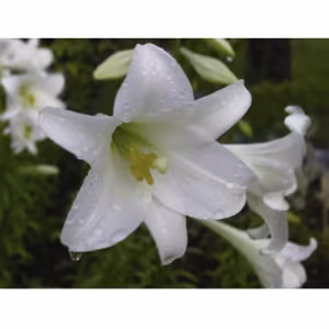 White Trumpet Lily Floral da Califórnia 30 ml