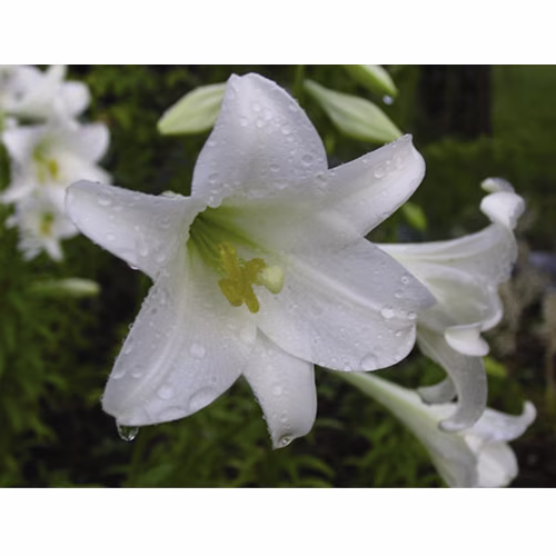 White Trumpet Lily Floral da Califórnia
