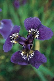 Wild Iris Floral do Alaska