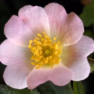 Wild Rose Floral de Bach 10 ml