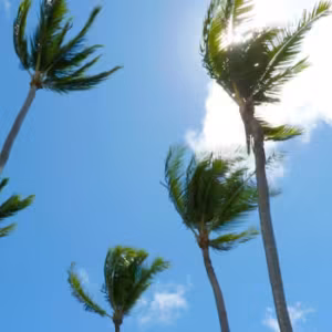 Wind Essência Ambiental do Hawaii