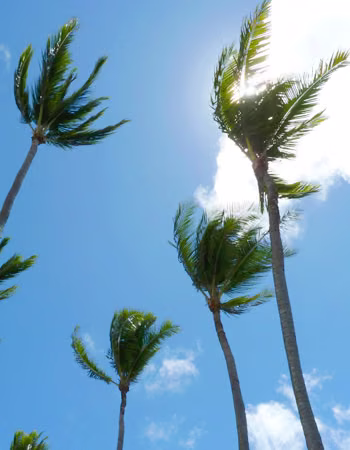 Wind Essência Ambiental do Hawaii
