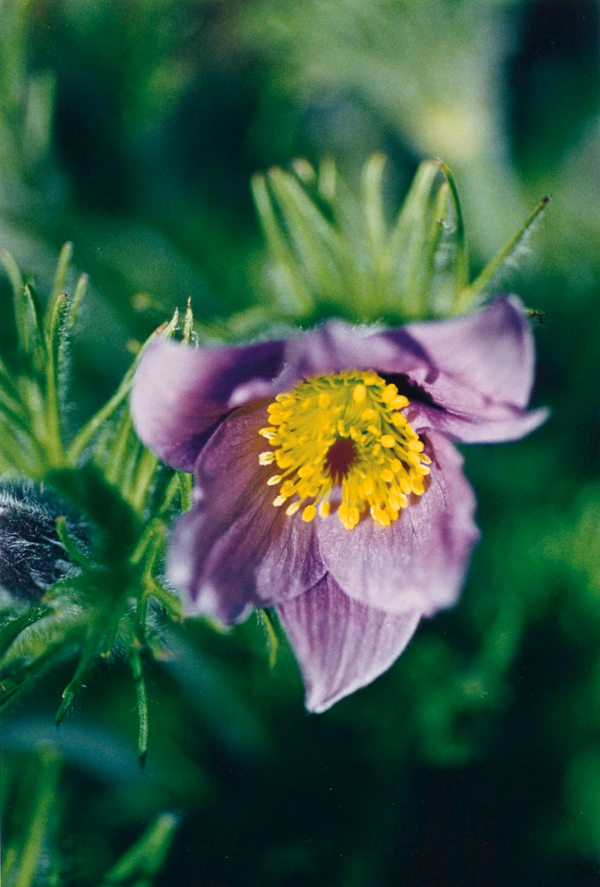 Windflower Floral do Pacífico