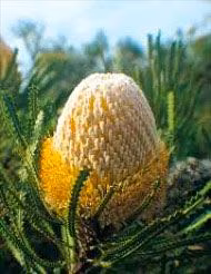 Woolly Banksia Floral da Living Essences 15 ml