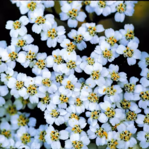 Yarrow Environmental Solution (YES) Floral da Califórnia 30 ml
