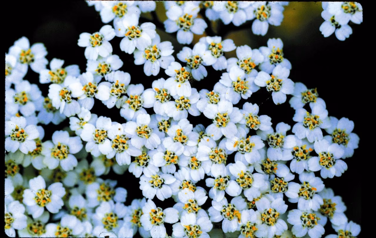 Yarrow Environmental Solution (YES) Floral da Califórnia - Imagem 2