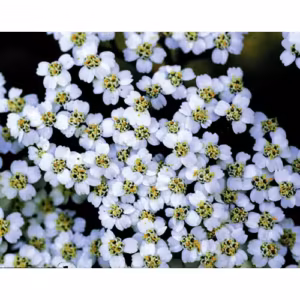 Yarrow Floral Califórnia 30 ml