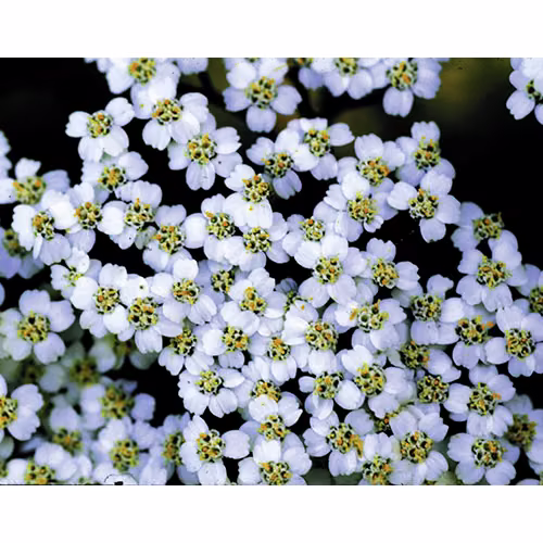 Yarrow Floral da Califórnia