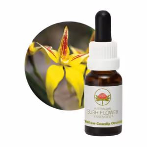 Yellow Cowslip Orchid Floral do Bush Australiano 15 ml