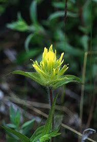 Yellow Paintbrush Floral do Alaska