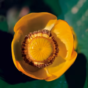 Yellow Pond Lily Floral do Pacífico
