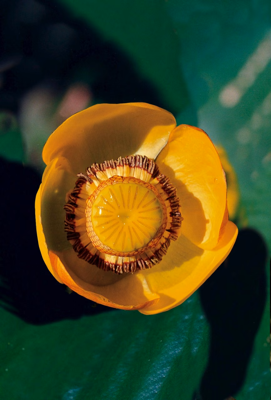 Yellow Pond Lily Floral do Pacífico