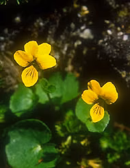 Yellow Violet Floral do Alaska