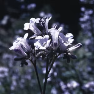 Yerba Santa Floral Califórnia 30 ml