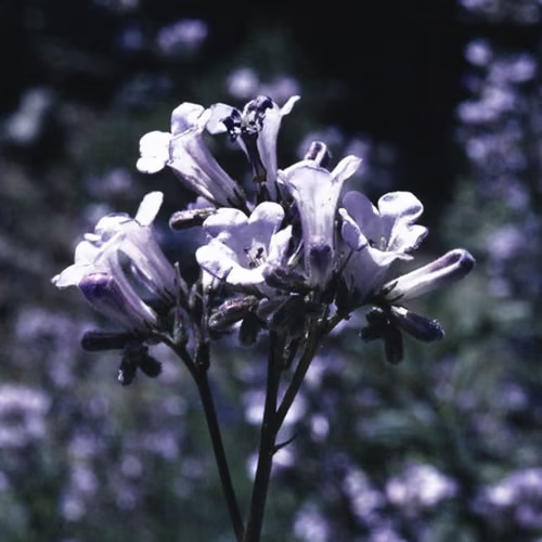 Yerba Santa Floral Califórnia 30 ml