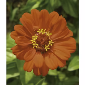 Zinnia Floral da Califórnia