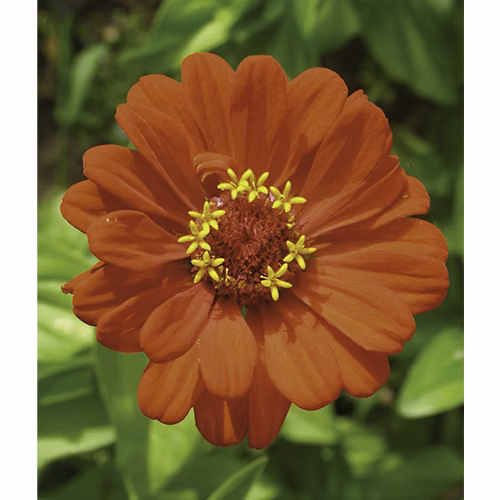 Zinnia Floral da Califórnia