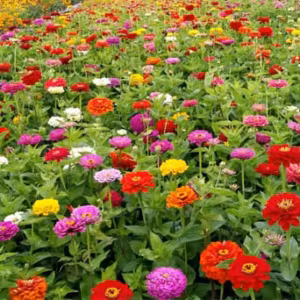 Zinnia Multicores Floral de Gaia 10 ml