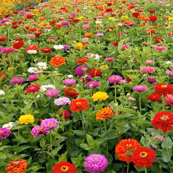 Zinnia Multicores Floral de Gaia 10 ml
